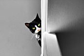 Cat by Paula Deegan Photography