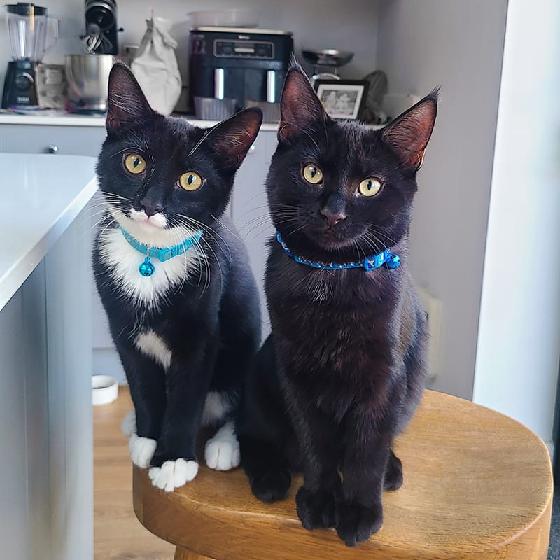2 black cats with matching eyes, sitting on a stool